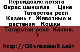 Персидские котята . Окрас шиншила. › Цена ­ 3 000 - Татарстан респ., Казань г. Животные и растения » Кошки   . Татарстан респ.,Казань г.